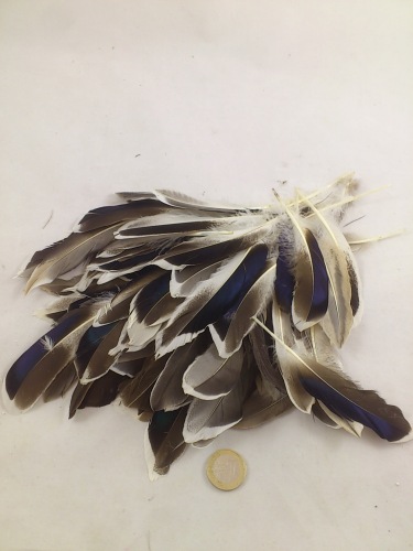 Plumes de canard 10-15 cm 50 p.